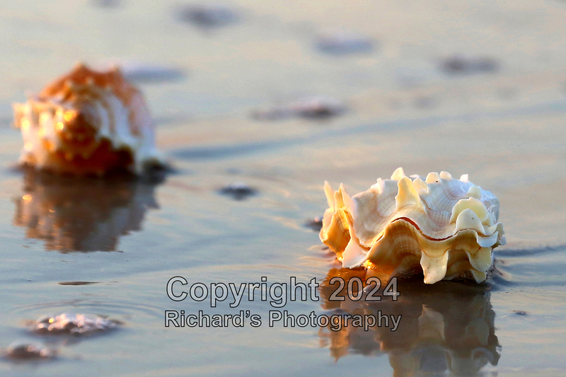 Seashell_41(5).jpg