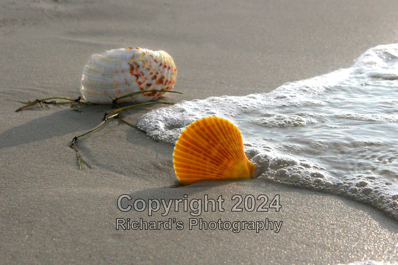 Seashell_42(3).jpg
