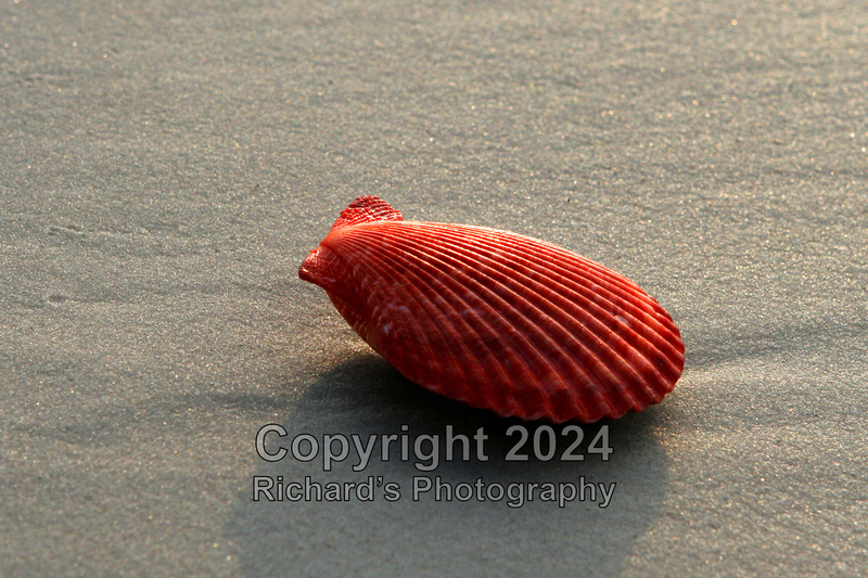 Seashell_43(3).jpg