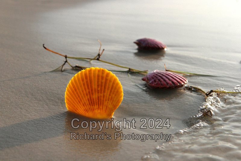 Seashell_44(5).jpg