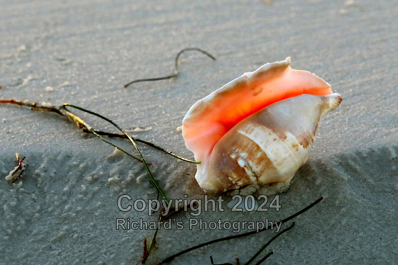 Seashell_45(4).jpg