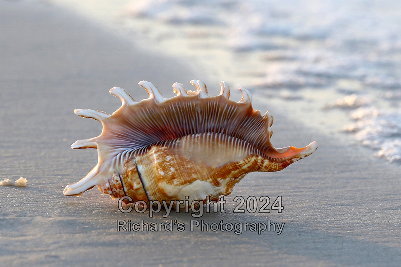 Seashell_46(1).jpg