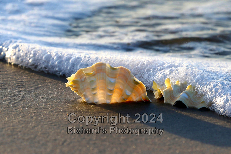Seashell_47(5).jpg
