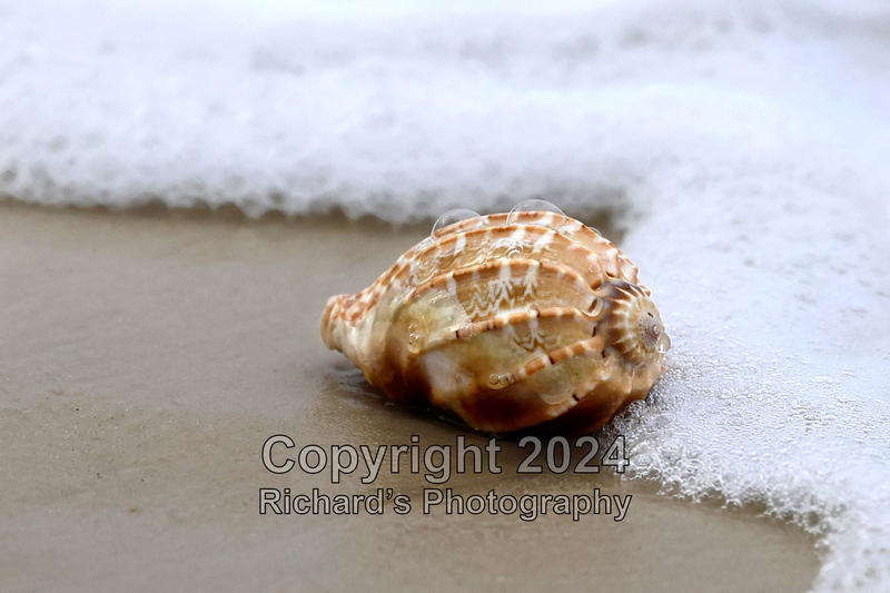 Seashell_48(5).jpg