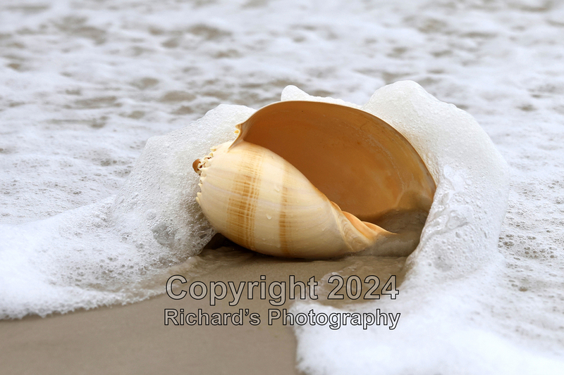 Seashell_49(3).jpg