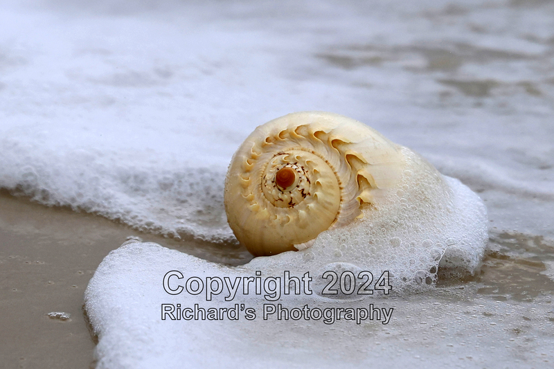 Seashell_5(3).jpg