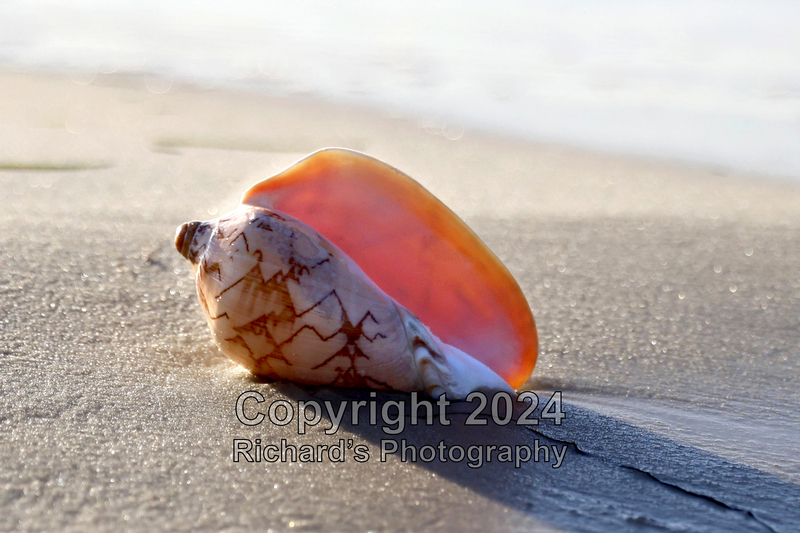 Seashell_50(1).jpg
