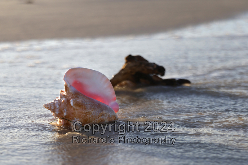 Seashell_51(3).jpg