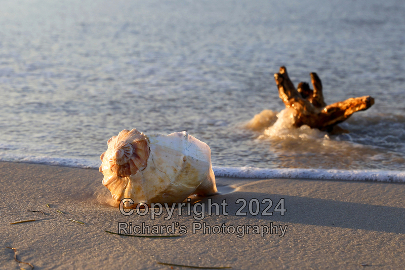 Seashell_52(5).jpg
