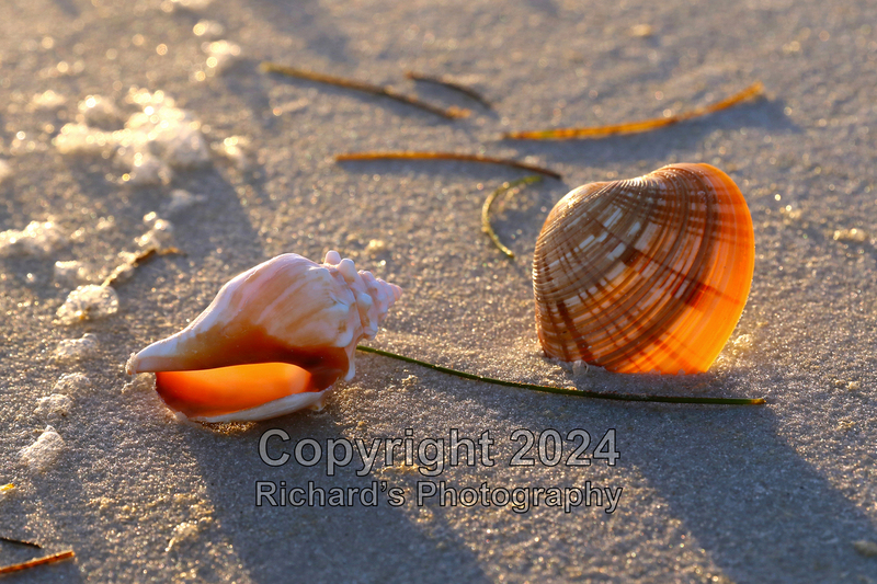 Seashell_53(5).jpg