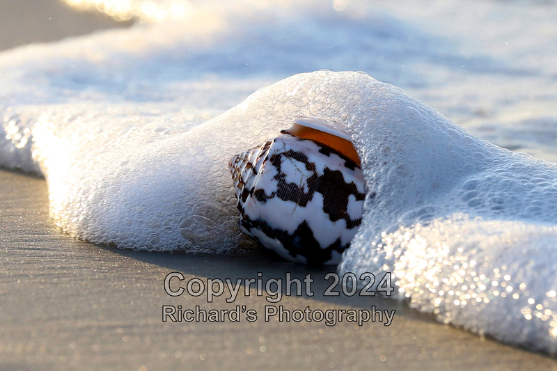 Seashell_54(5).jpg