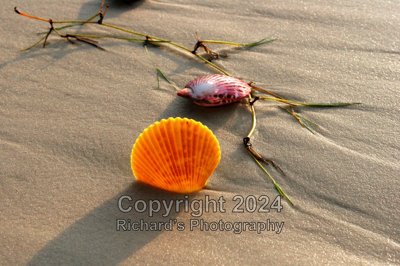 Seashell_55(5).jpg