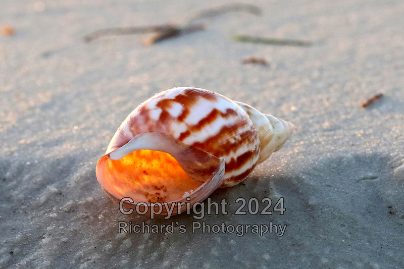 Seashell_56(5).jpg