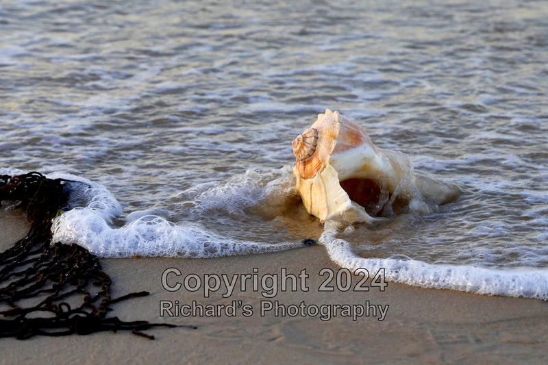 Seashell_57(3).jpg