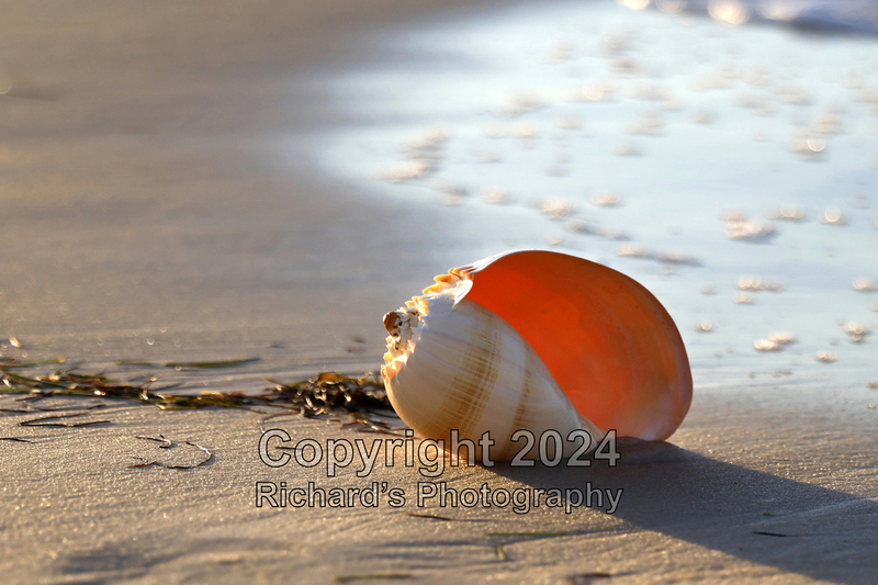 Seashell_58(5).jpg