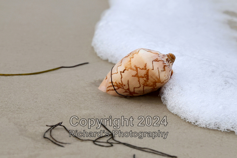 Seashell_59(5).jpg