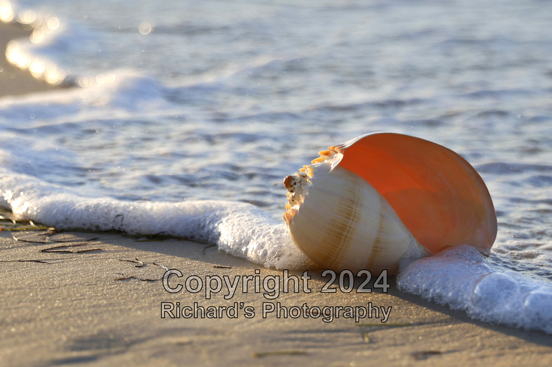 Seashell_6(1).jpg