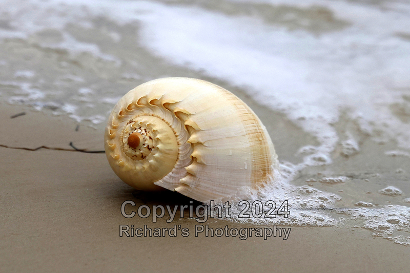 Seashell_60(3).jpg