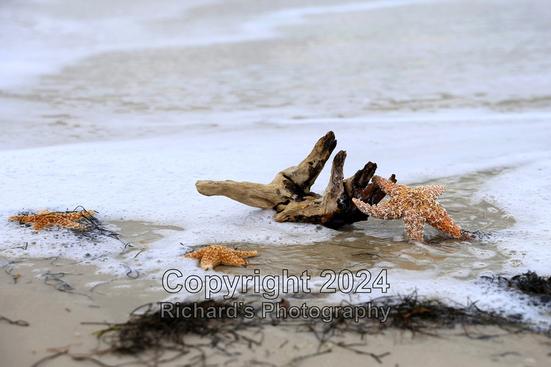 Seashell_61(3).jpg