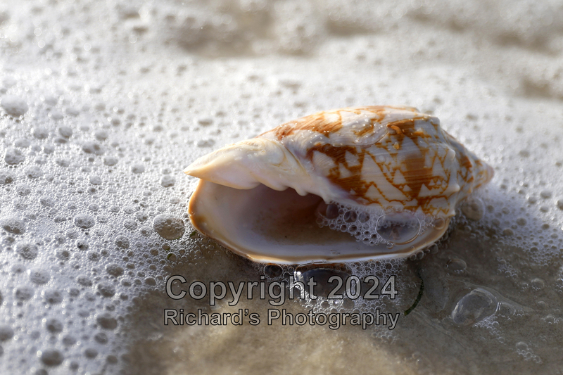 Seashell_62(5).jpg