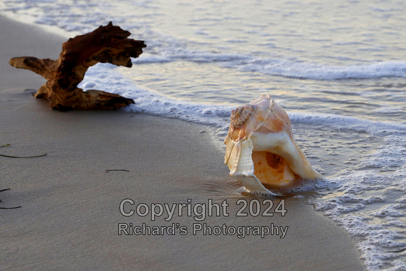 Seashell_64(4).jpg