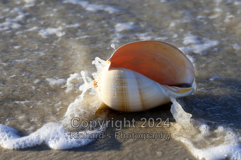 Seashell_65(3).jpg
