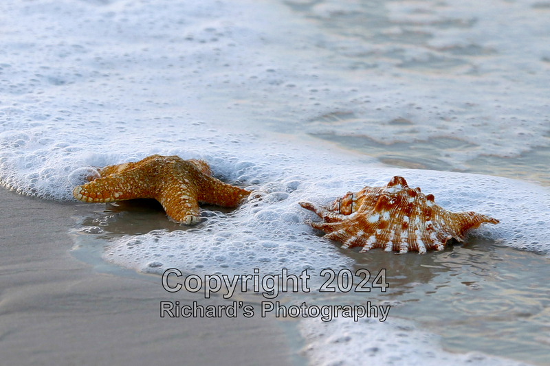 Seashell_66(4).jpg