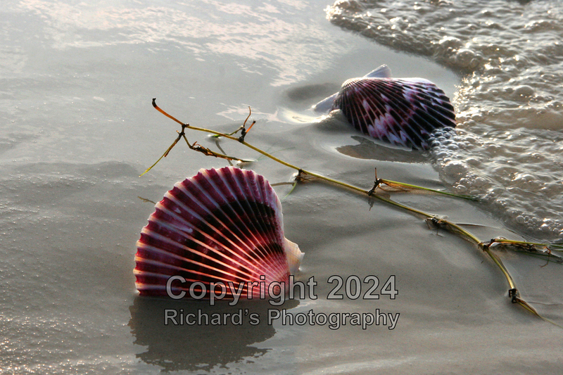 Seashell_67(5).jpg