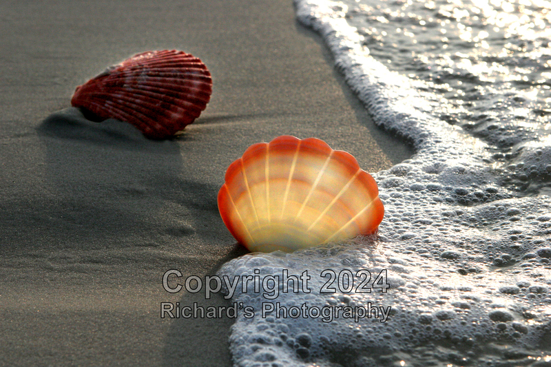 Seashell_68(5).jpg