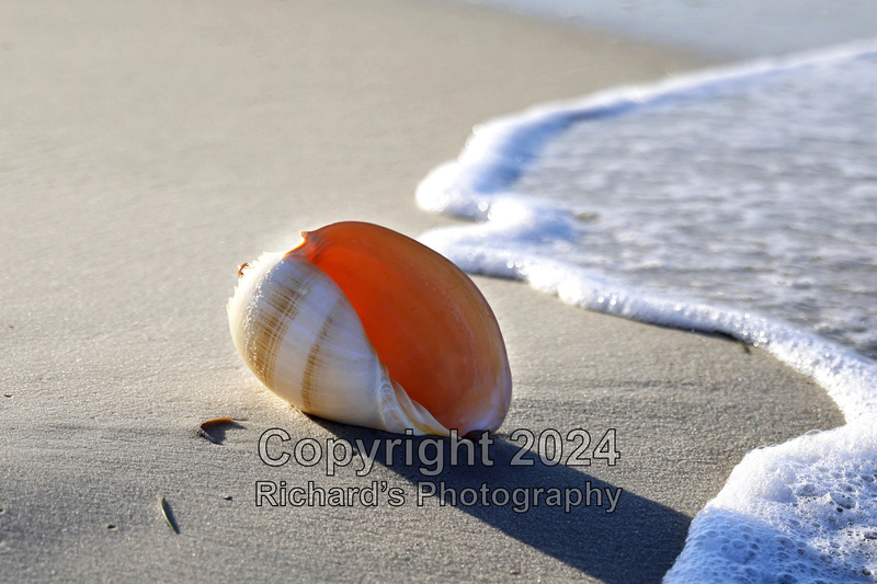 Seashell_69(5).jpg