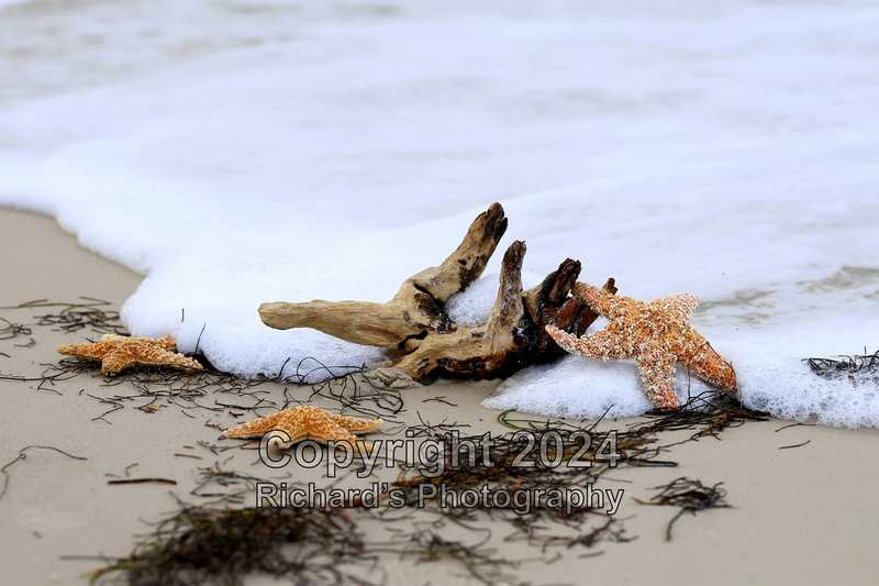 Seashell_7(5).jpg
