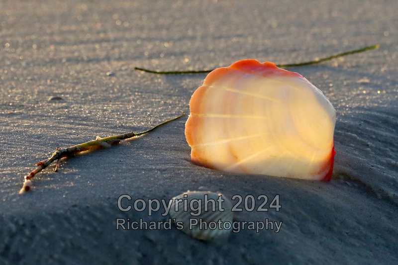 Seashell_70(2).jpg