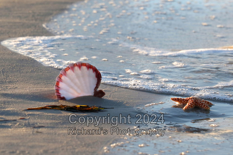 Seashell_8(4).jpg