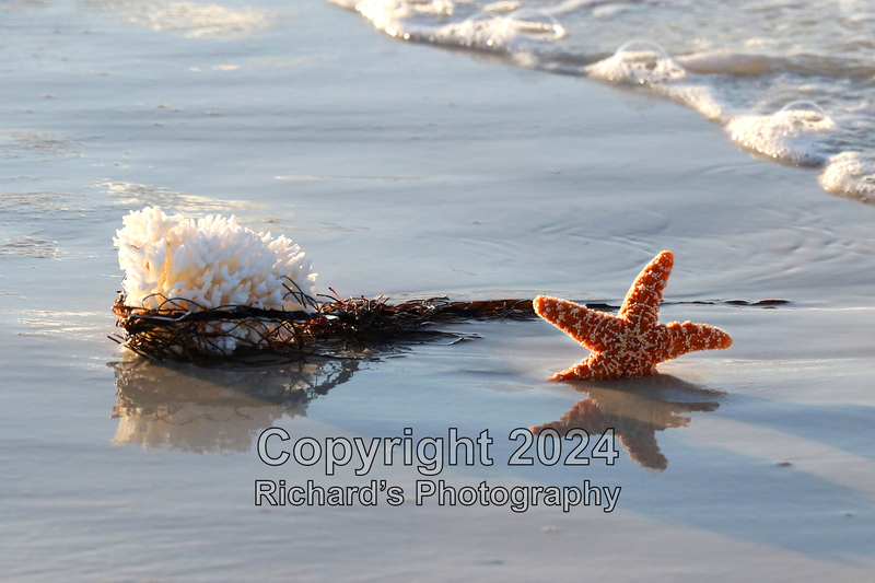 Seashell_9(5).jpg