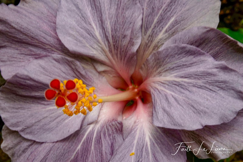 _DSC8935 Hibiscus.jpg