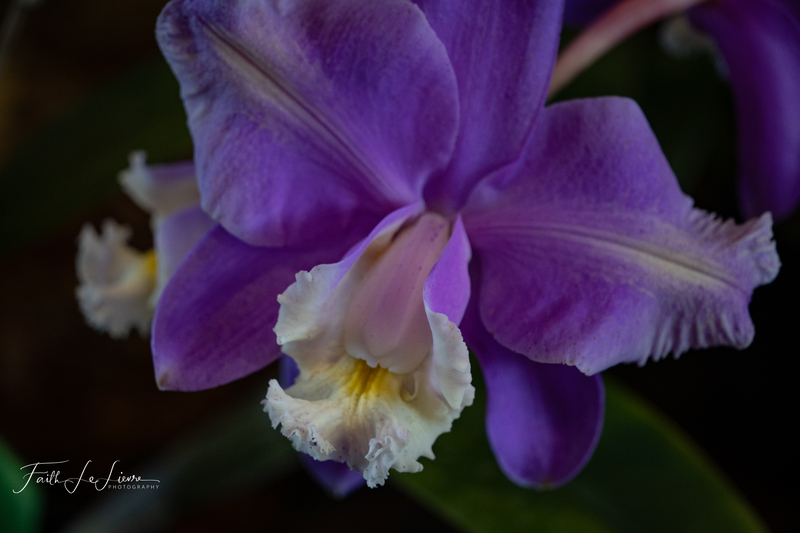 DSC04318.jpg