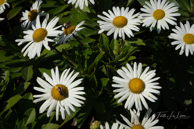 DSC06589.jpg