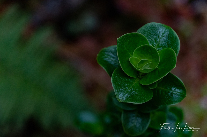 DSC08975.jpg