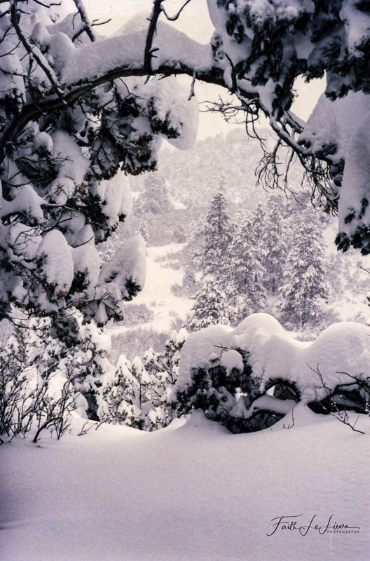 Fox Fire Snow.jpg