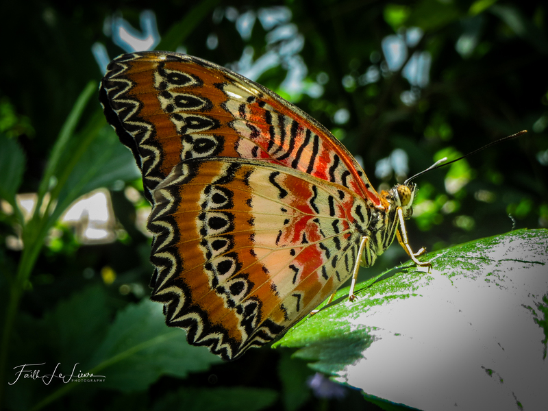 IMG_2227.jpg