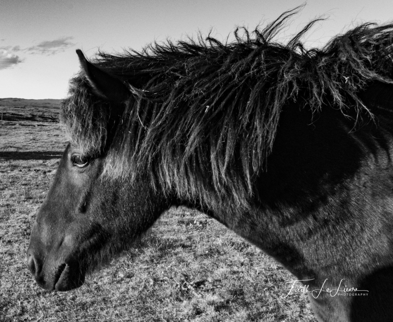 Icelandic Horse BW 1.jpg