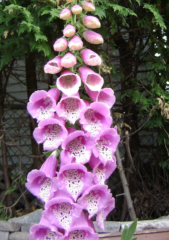 DSC00020.jpg