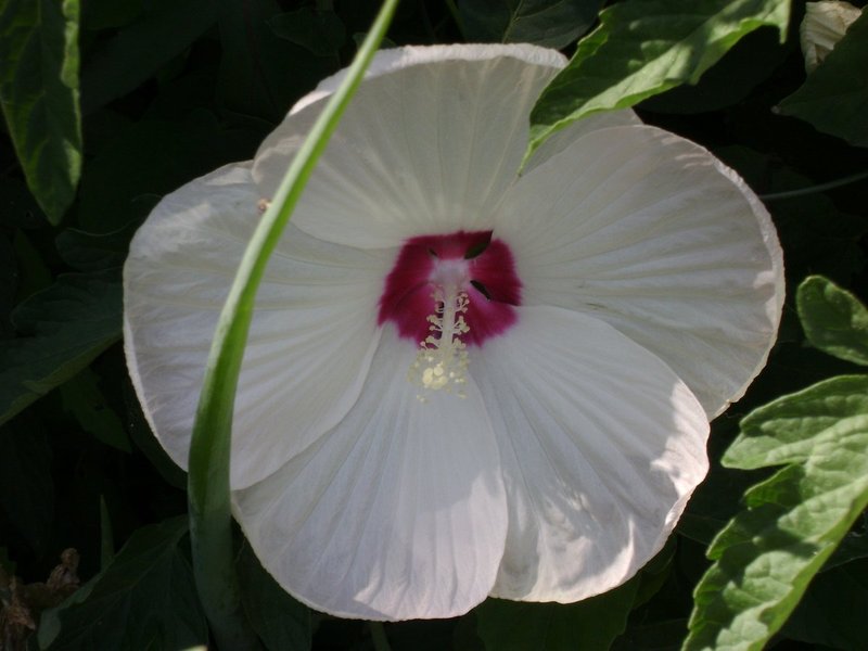 DSC00035.jpg