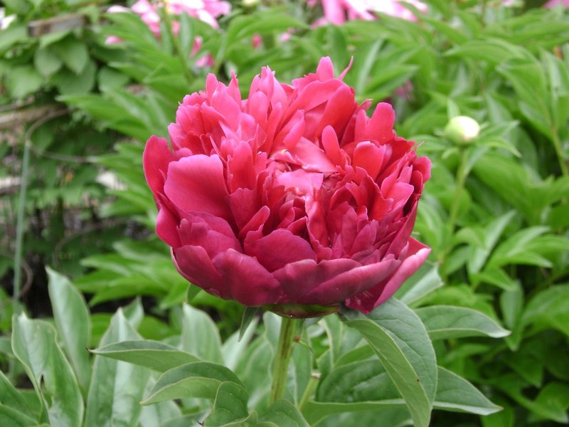 DSC00102.jpg
