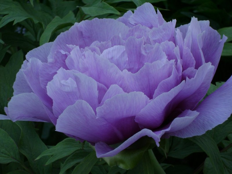 DSC00120.jpg