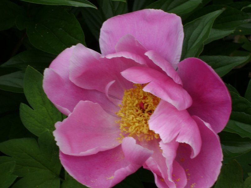 DSC00122.jpg