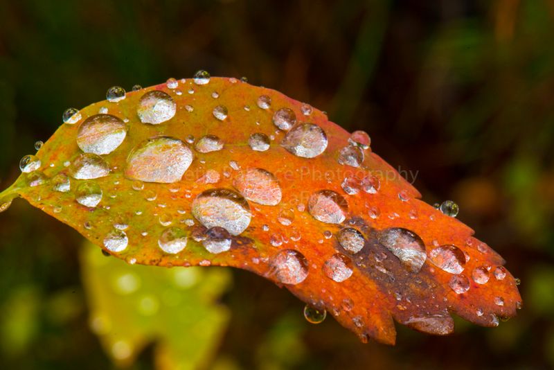 DSC_1170.jpg