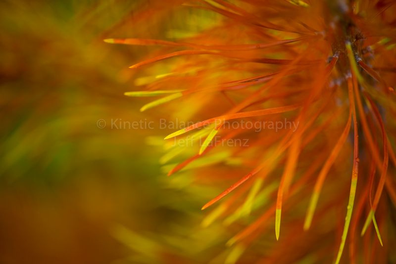 DSC_1231.jpg
