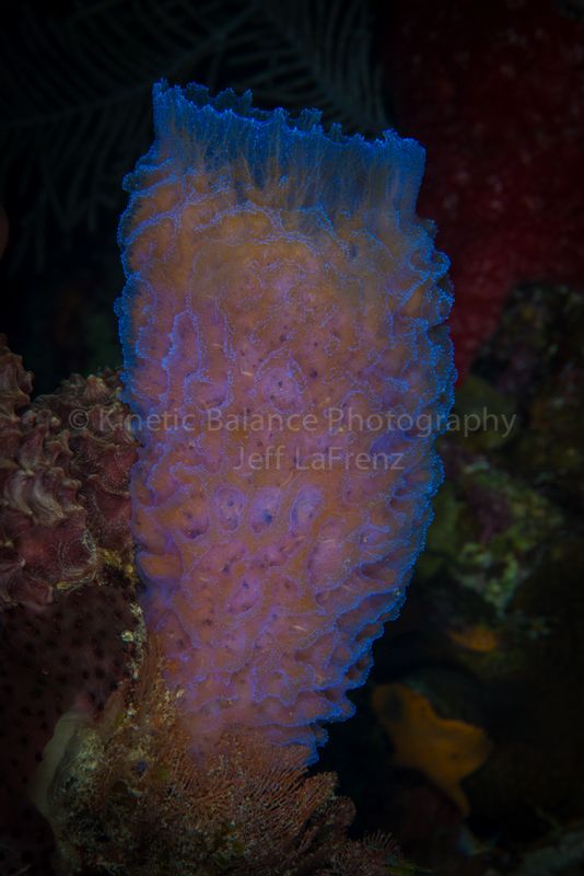 DSC_1844-Edit.jpg
