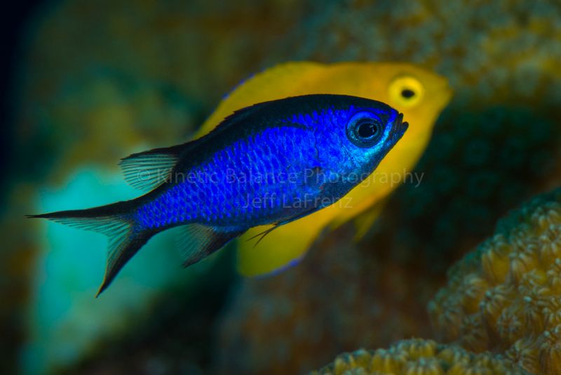 DSC_1974-Edit.jpg